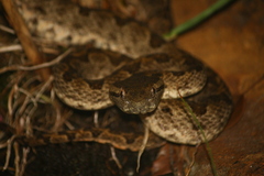 Protobothrops elegans