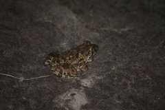 Fejervarya sakishimensis