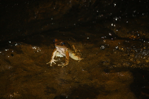 Greater Tip-nosed Frog, Odorrana supranarina