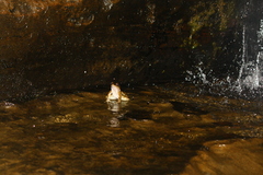 Odorrana supranarina