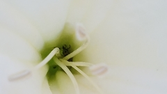 Ipomoea alba