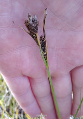 Carex aquatilis stans