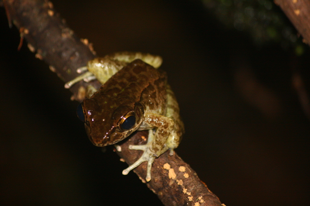 Greater Tip-Nosed Frog
