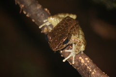 Odorrana supranarina