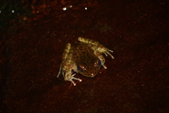 Odorrana supranarina