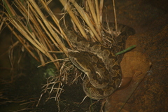 Protobothrops elegans
