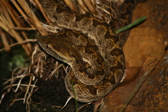 Protobothrops elegans