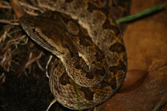 Protobothrops elegans