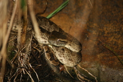 Protobothrops elegans