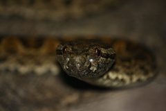 Protobothrops elegans