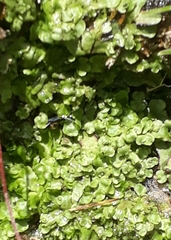 Lunularia cruciata