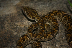Protobothrops elegans