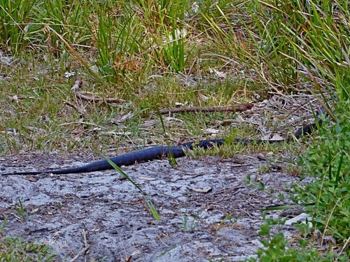 Tiger Snake sighting