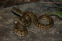Protobothrops elegans