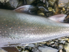 Salvelinus malma