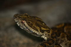 Protobothrops elegans