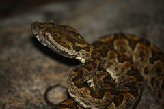 Protobothrops elegans