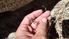 Cordylanthus nevinii