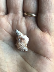 Dulcerana granularis