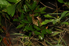 Protobothrops elegans