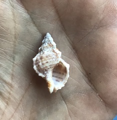 Dulcerana granularis