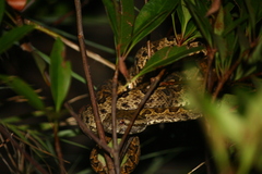 Protobothrops elegans