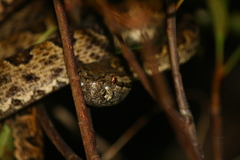 Protobothrops elegans