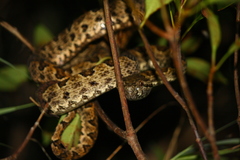 Protobothrops elegans