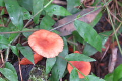 Cantharellus coccolobae