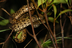 Protobothrops elegans