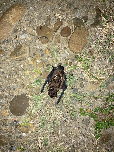 Chinese Noctule
