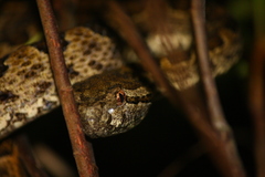 Protobothrops elegans