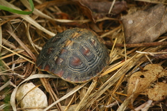 Cuora flavomarginata evelynae