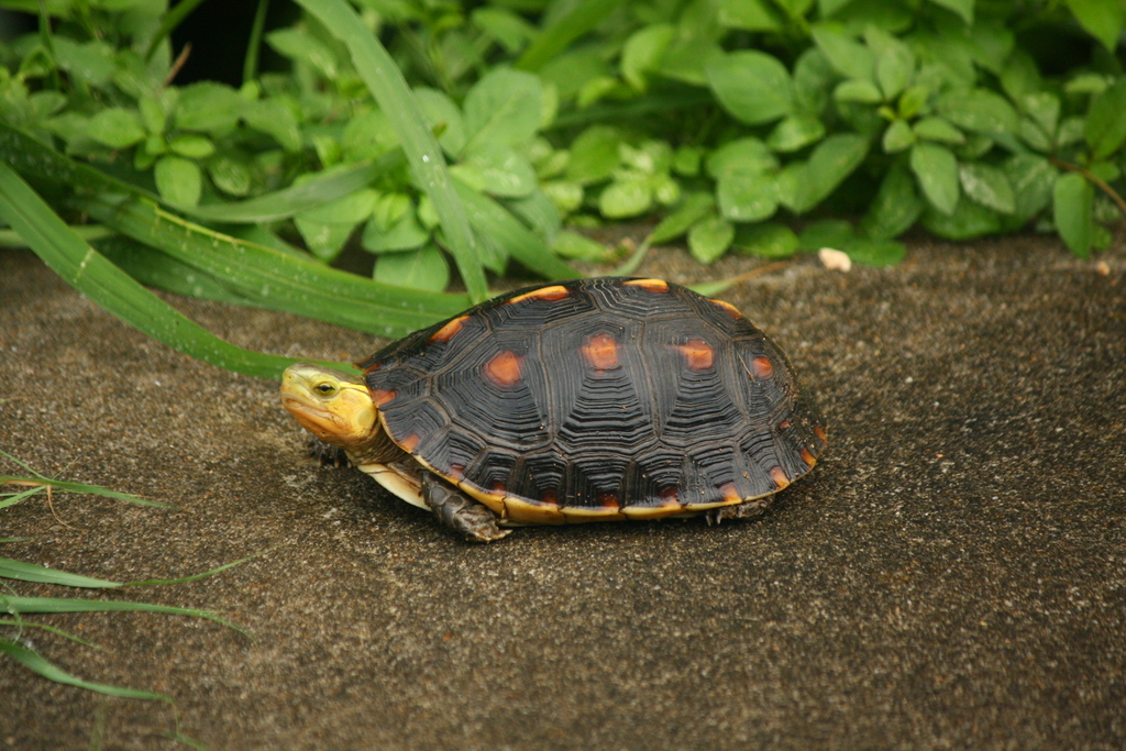 Yellow-margined Box Turtle