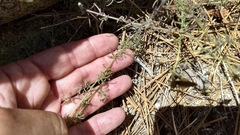 Cordylanthus nevinii