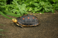 Cuora flavomarginata evelynae