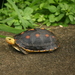 Ryukyu Yellow-margined Box Turtle - Photo (c) B. P. White, some rights reserved (CC BY-SA), uploaded by B. P. White