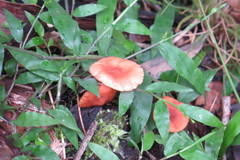 Cantharellus coccolobae