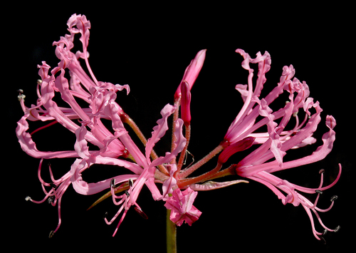 Nerine filifolia