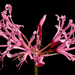 Fineleaf Nerine - Photo (c) James Gaither, some rights reserved (CC BY-NC-ND)