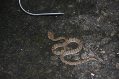 Protobothrops elegans