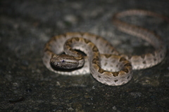 Protobothrops elegans
