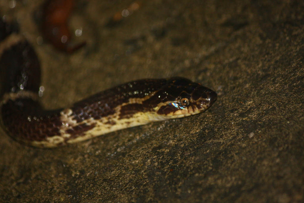 Red Large-toothed Snake