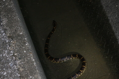 Lycodon rufozonatus walli