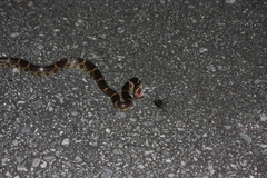 Lycodon rufozonatus walli