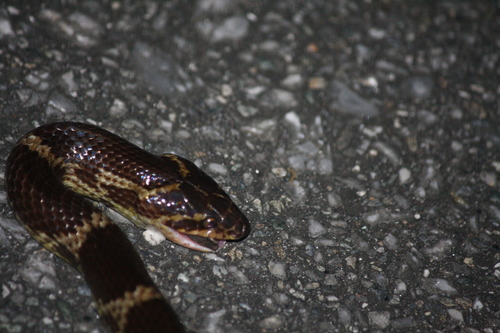 Walls’ Red-banded Snake, Lycodon walli