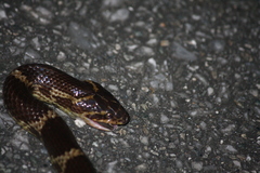 Lycodon rufozonatus walli