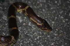 Lycodon rufozonatus walli