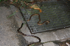 Lycodon rufozonatus walli