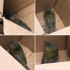 Vireo olivaceus